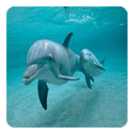 dolphins live wallpaper android application logo